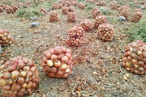 خرید توافقی پیاز در شهرستان‌های داراب و زرین‌دشت از روز شنبه ۱۷ خرداد آغاز می شود