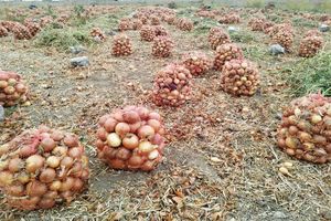 خرید توافقی پیاز در شهرستان‌های داراب و زرین‌دشت از روز شنبه ۱۷ خرداد آغاز می شود