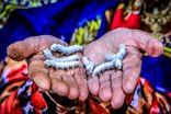 تولید بیش از ۹۳ تن پیله‌تر ابریشم در مازندران
