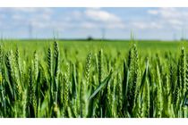 400 هکتار مزارع گندم قائم شهر سبز شد