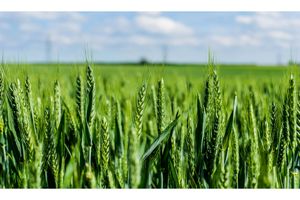 کشاورزان مزارع گندم را سم پاشی کنند