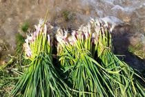 بیش از ۵ هزار تن سیرسبز بیضا در راه میادین میوه و سبزی 