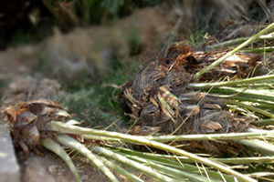 ورود هرگونه پا جوش نخل به هرمزگان ممنوع است