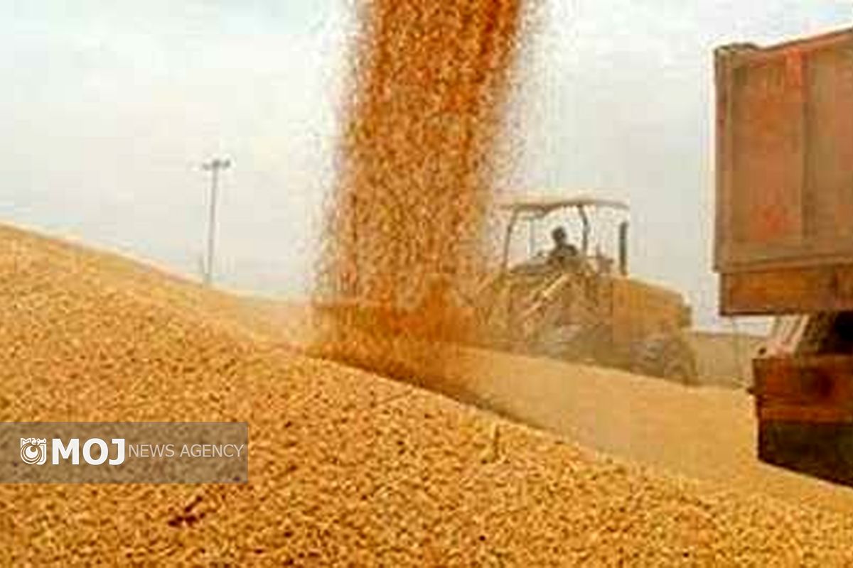 خریدتضمینی گندم