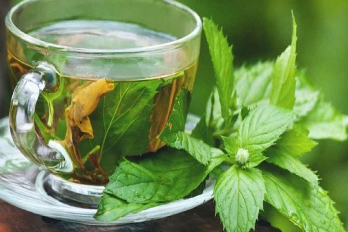 دمنوش گزنه