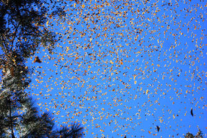 بندر انزلی در محاصره هجوم پروانه ها/ پروانه ها آفت گیاهان هستند