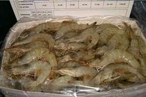 سرمایه‌گذاری دوهزارو 320 میلیارد تومانی بخش خصوصی در شیلات هرمزگان