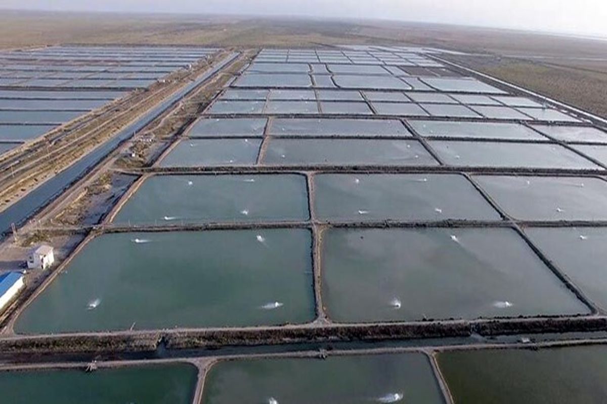 پرورش+میگو+میناب