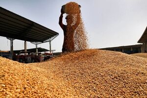 نظارت میدانی فرماندار فسا بر روند خرید تضمینی گندم