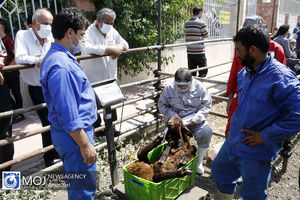 فرآیند ذبح بر اساس دستورالعمل های ستاد مقابله با کرونا انجام می شود