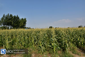 نصب حصار مناسب و تغییر شیوه کشت موانع حمله گراز به مزارع است