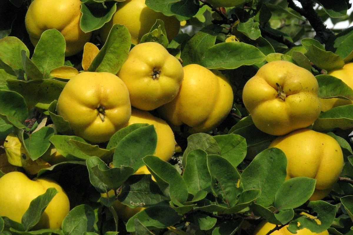 محصول میوه به