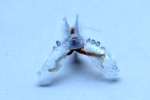 ربات سایبورگ با عضله حلزون دریایی ساخته شد