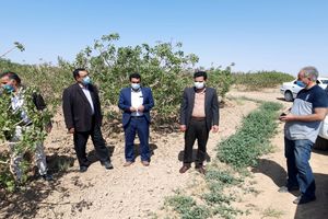 خسارت باغات مروست بالغ بر ۱۲هزار میلیارد ریال برآورد شد