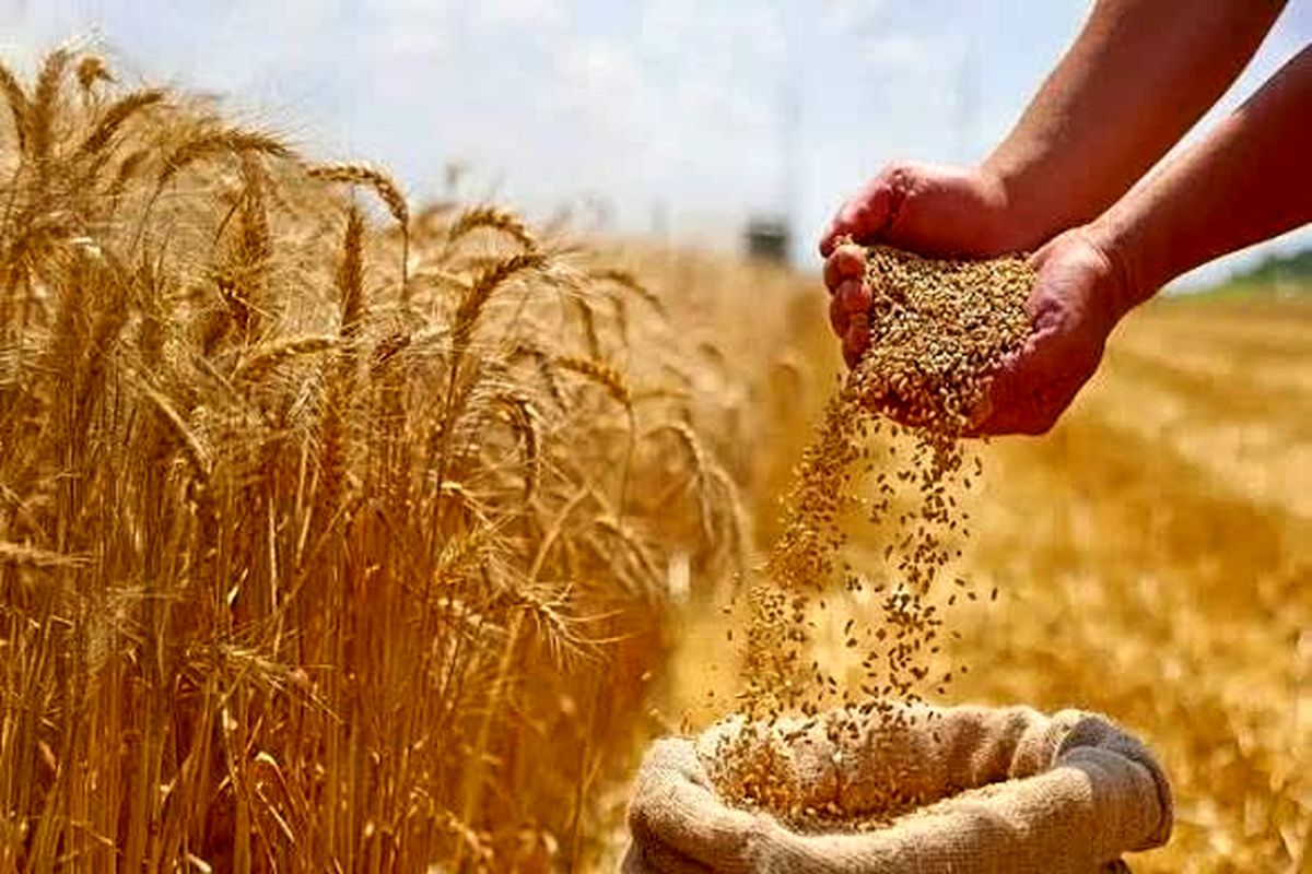 گندمکاران