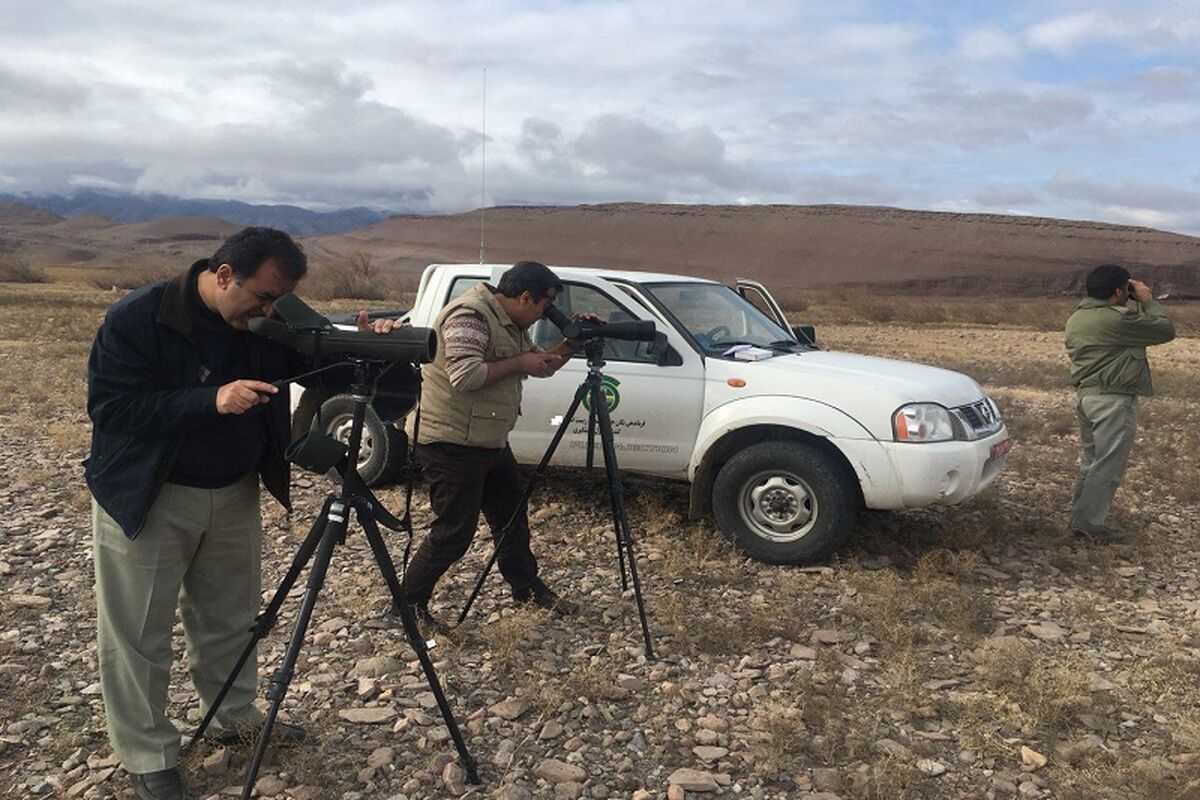 سرشماری پرندگان
