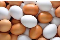 تخم مرغ سردمدار گرانی شد