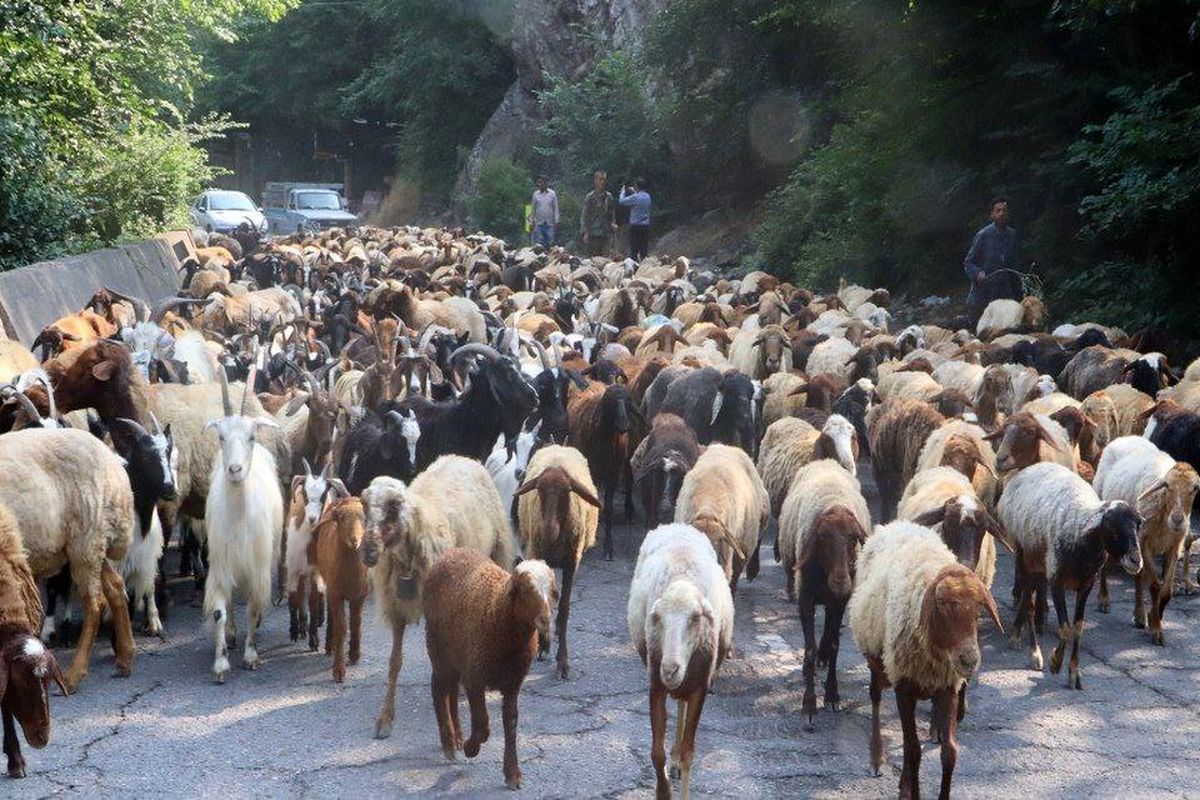 کوچ دامداران به مراتع ییلاقی غرب مازندران
