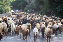 کوچ دامداران به مراتع ییلاقی غرب مازندران آغاز شد