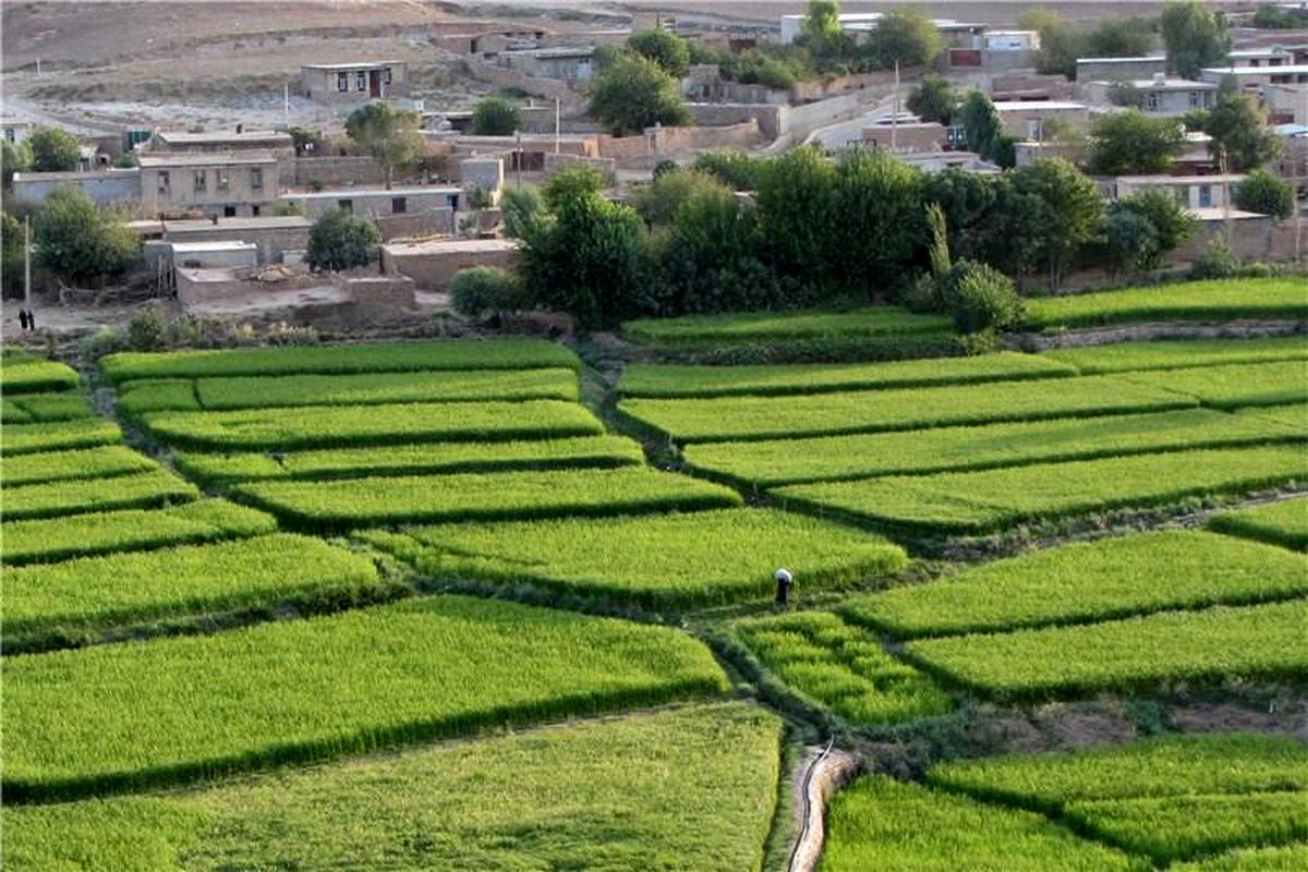 برنج سیروان