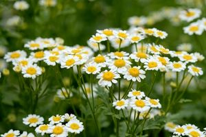 پیش بینی برداشت 300 تن بابونه از مزارع استان اصفهان