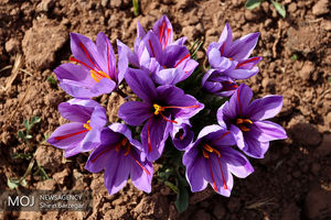 عوارض صادراتی زعفران را حذف کنید