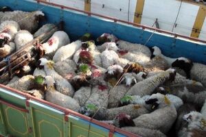 معاون وزیر جهاد کشاورزی به ساماندهی قاچاق دام برای توسعه اقتصادی تأکید کرد