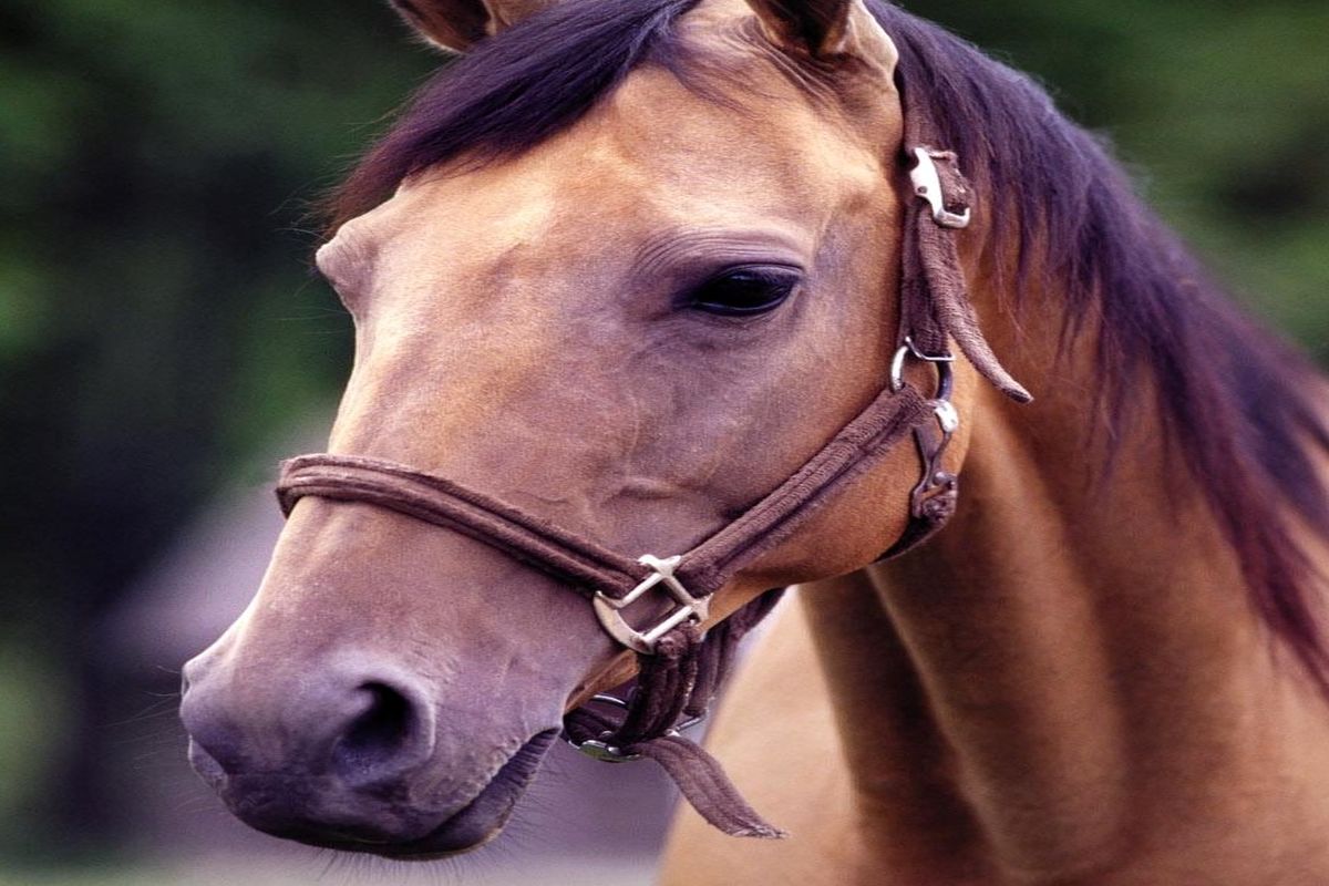 اسب های بومی محلی گیلان