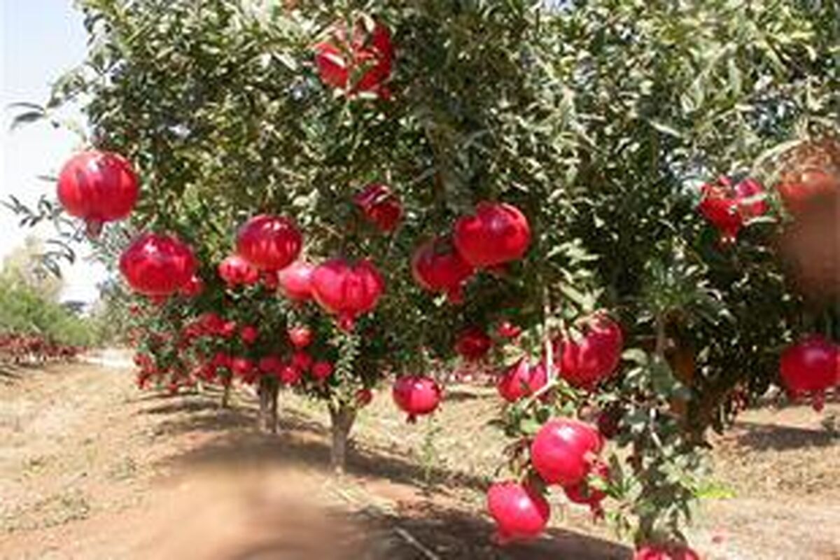گلابی، سیب، خرمالو، آلوچه و انار