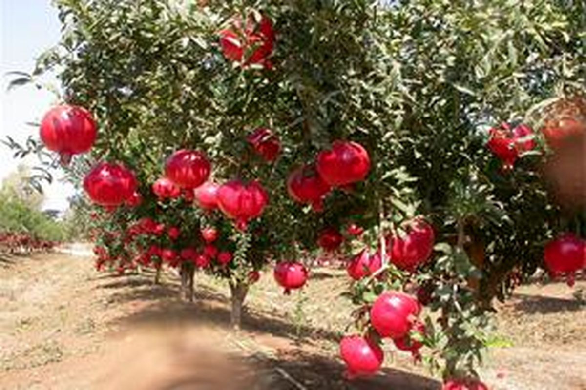 گلابی، سیب، خرمالو، آلوچه و انار