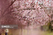 برگزاری نخستین جشنواره شکوفه‌های شلیل در بخش بران