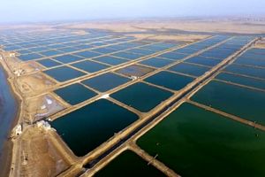 ورود دادگستری هرمزگان به موضوع اجاره بهای تعیین شده برای مزارع پرورش میگو 