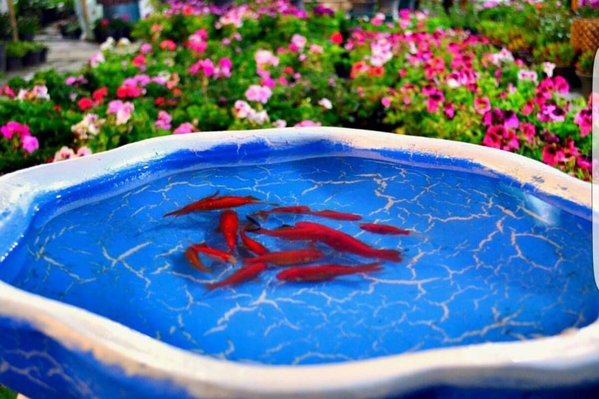 حوض ماهی قرمز