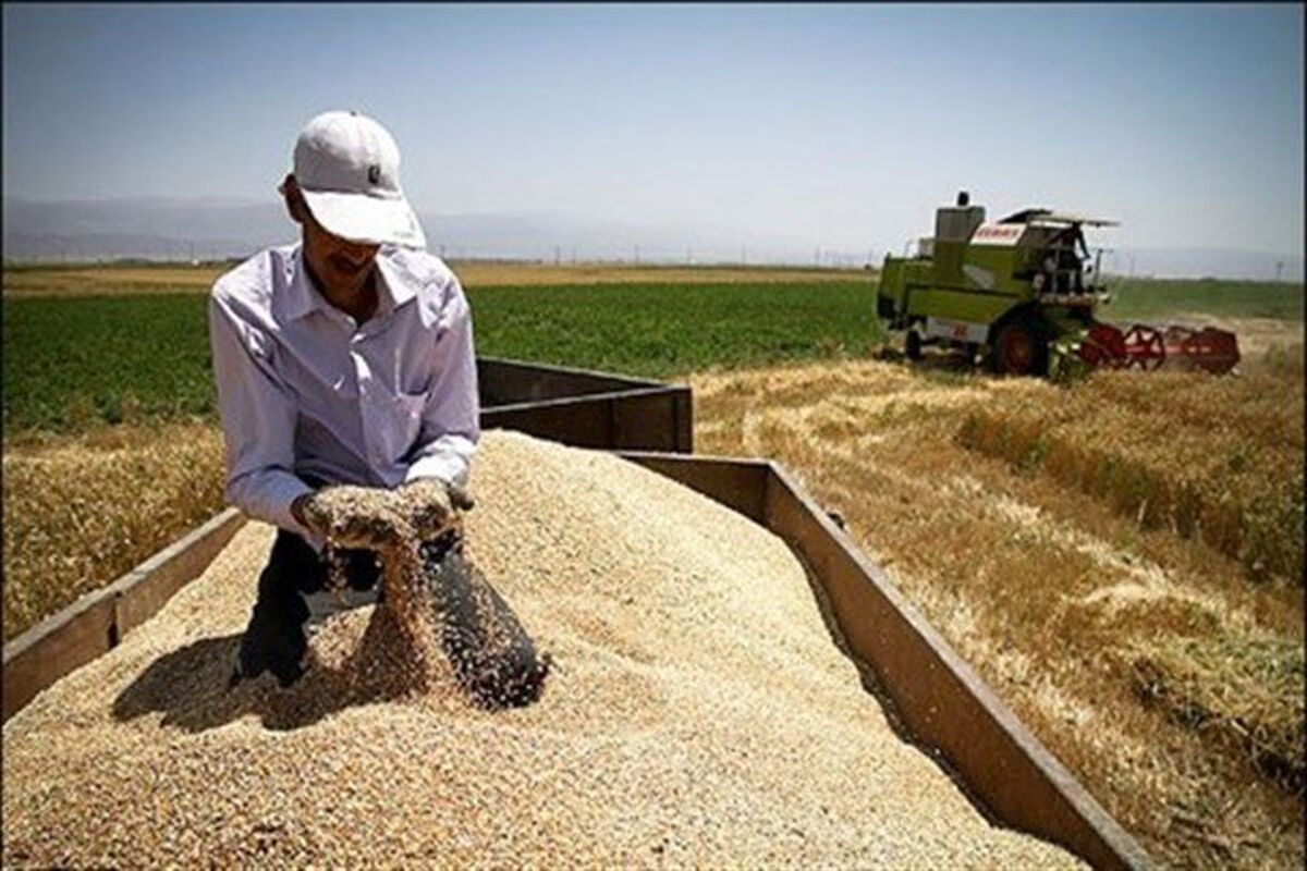 گندم کاران کرمانشاه