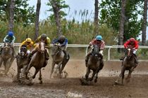 تاخت ۶۳ راس اسب از ۲ نژاد «ترکمن، دوخون و تروبرد» 