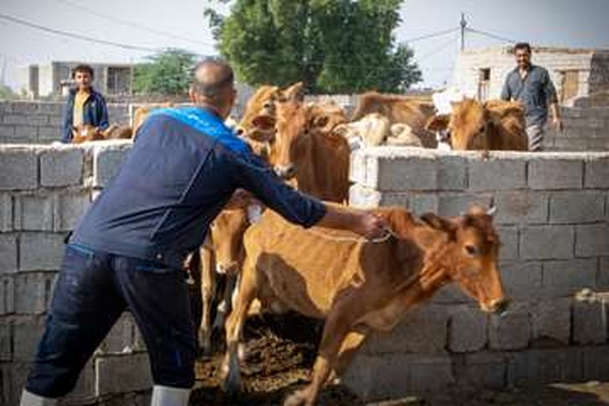 واکسیناسیون دام