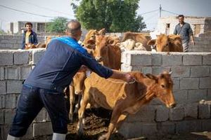 فاز زمستانه واکسیناسیون رایگان بیماری لمپی‌اسکین در شوشتر آغاز شد