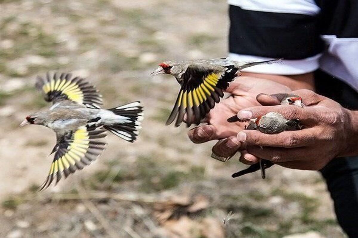 سهره طلایی