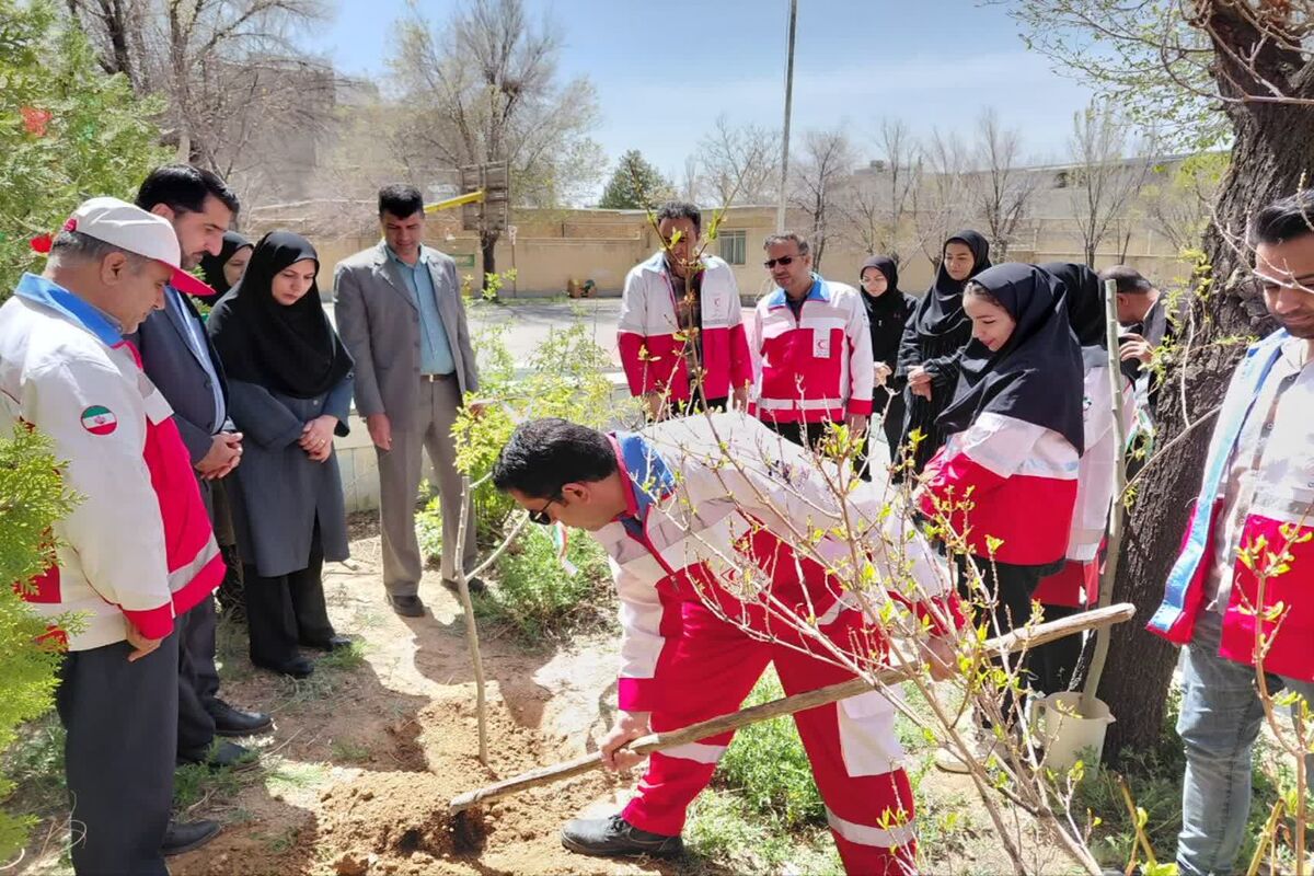 کاشت نهال