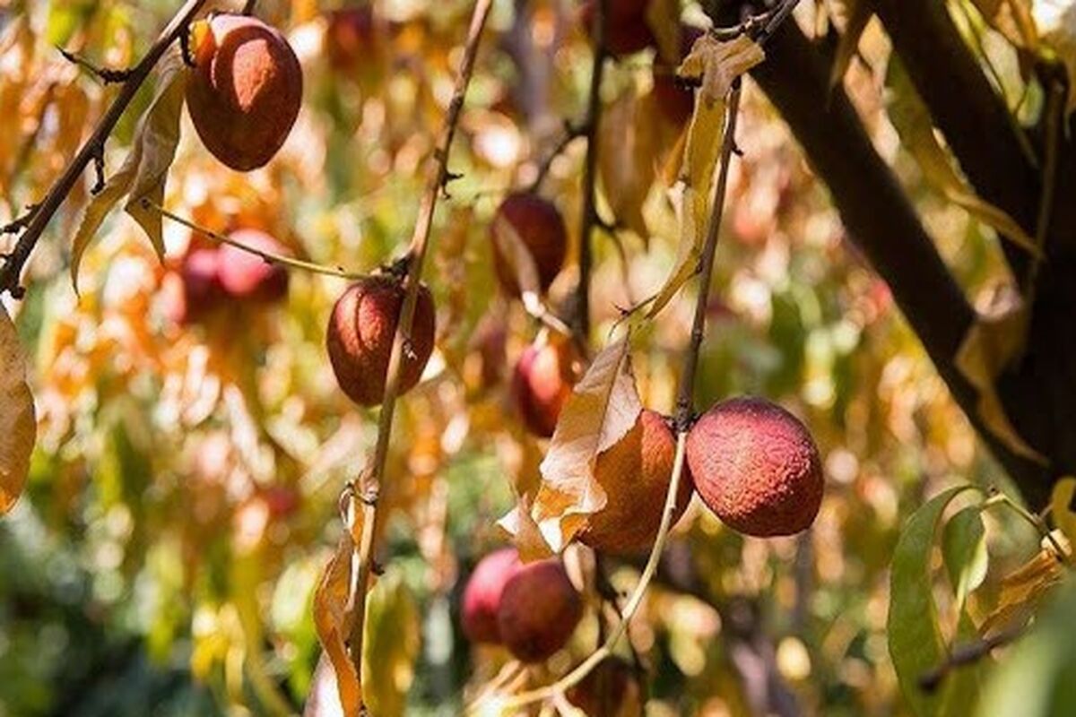 خشکسالی