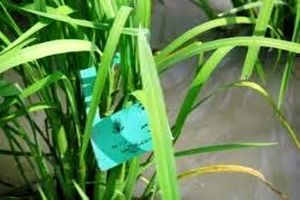 مبارزه بیولوژیک با ساقه خوار برنج در 1700 هکتار شالیزار بهشهر