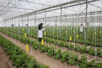  احداث دومین شهرک گلخانه‌ای/ افزایش کشت سیر در سال جاری 