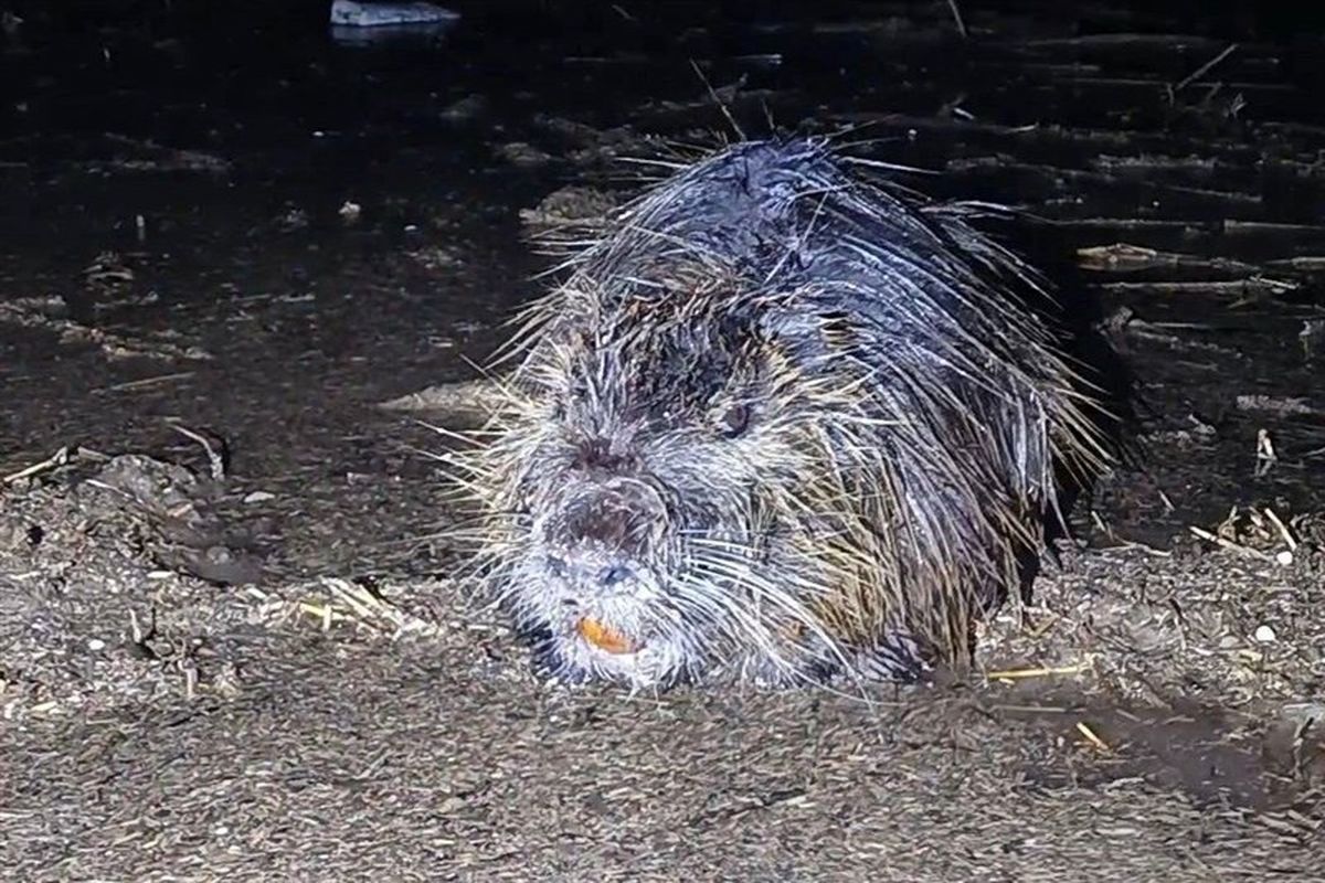 محیط زیست آذربایجان شرقی 