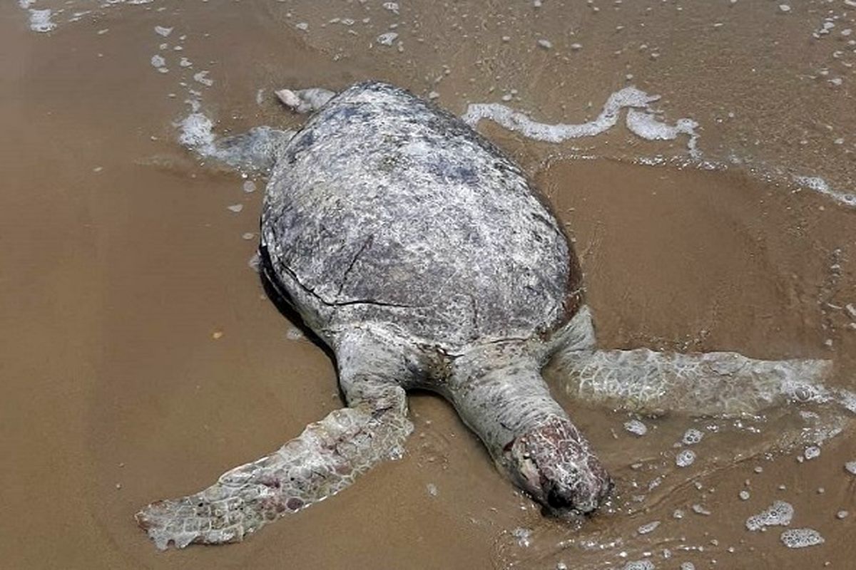 ساحل+بندرعباس+لاک‌پشت