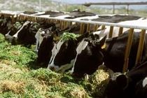 اجرای موفقیت آمیز طرح به نژادی ۲۰۰راس دام سنگین در شهرستان گیلانغرب