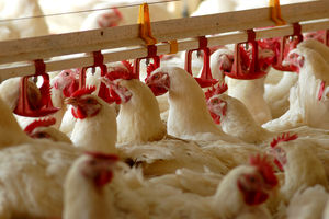 مرغ سبز قیمت مشخصی ندارد / دام عشایر ارگانیک نیست