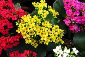 کالانکوا را چگونه در آپارتمان نگهداری کنیم؟