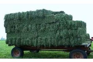 کشت علوفه در 4500 هکتار مزارع بهشهر