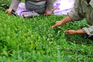 پرونده چای سنواتی در کشور پایان یافت