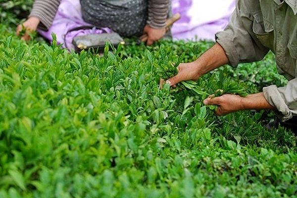 پرونده چای سنواتی در کشور پایان یافت